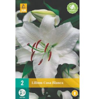2 Lilium Casa Blanca Oriental Lily Flower Bulbs