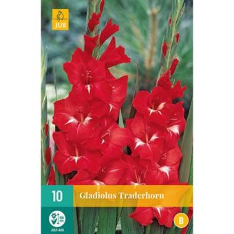 Gladiolus Traderhorn 12/14