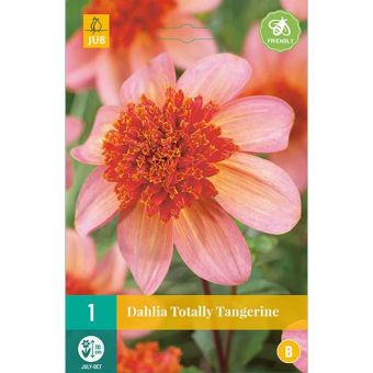Dahlia Totally Tangerine Flower Bulb - Pack Of 1