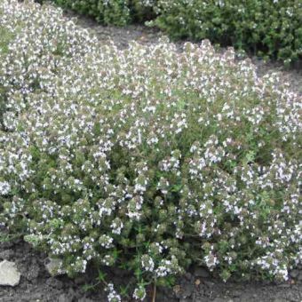 Suttons Herb Orange-Scented Thyme Seeds - Pack Of 100