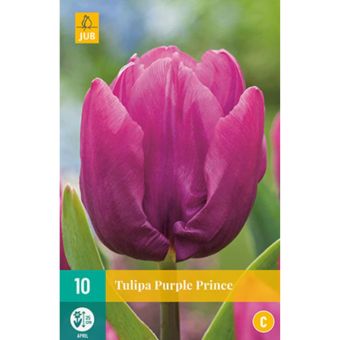Tulipa Purple Prince - Pack of 10