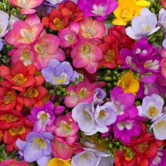 Freesia Royal Crown Mix Seeds – First-Year Flowering, Fragrant Blooms, Long Vase Life