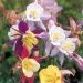 Suttons Seeds - Aquilegia - Pretty Bonnets Mix
