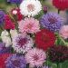 Suttons Seeds - Cornflower - Polka Dot Mix