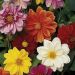 Suttons Seeds - Dahlia - Disco Dancer Mix