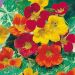 Suttons Seeds - Nasturtium - Jewel Of Africa Mix