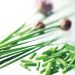 Suttons Seeds - Chives