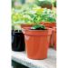 Stewart Terracotta Flower Pot - 8"