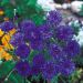 Cornflowers Seeds - Blue Diadem