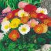 Poppy Seeds - Iceland Poppy