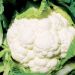 Cauliflower F1 Successional Harvest Mix Seeds – Late Summer to Autumn Crop – 3 Premium F1 Varieties