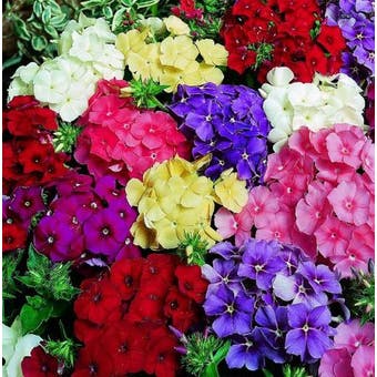 Phlox Drummondii Seeds - Delight Mix