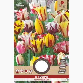 Florex Rembrandt Tulips Flower Bulbs - 8 pieces