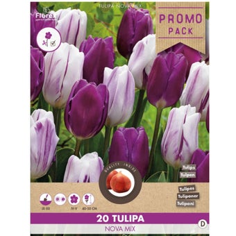 Florex Tulip Nova Mix 11/12 - 20 pieces