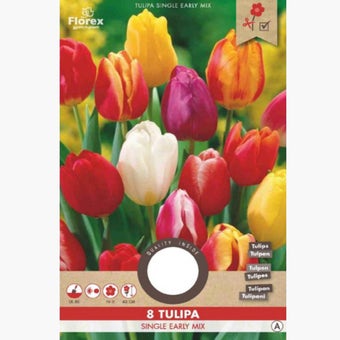 Florex Tulip Single Mix Early 11/12 - 8 pieces