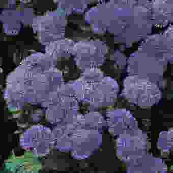Suttons Ageratum Seeds - Blue Mink