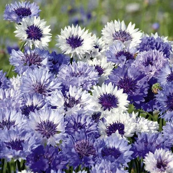 Suttons Seeds - Cornflower - Classic Fantastic
