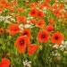 Suttons Seeds - Poppy - Field Poppy (Rhoeas)