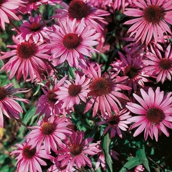 Suttons Seeds - Rudbeckia - Purpurea, Brilliant Star