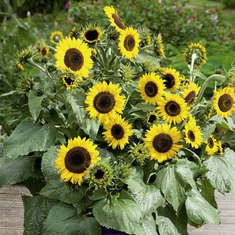 Suttons Waooh Sunflower Seeds - Pack Of 20