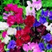 Suttons Seeds - Sweet Pea - Spencer Special Mix