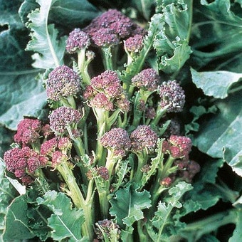 Suttons Seeds - Broccoli - Purple Sprouting