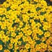Tagetes Tenuifolia Pumila Seeds - Golden