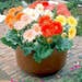 Gerbera Seeds - Cut Flower Mix