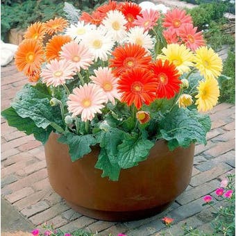 Gerbera Seeds - Cut Flower Mix