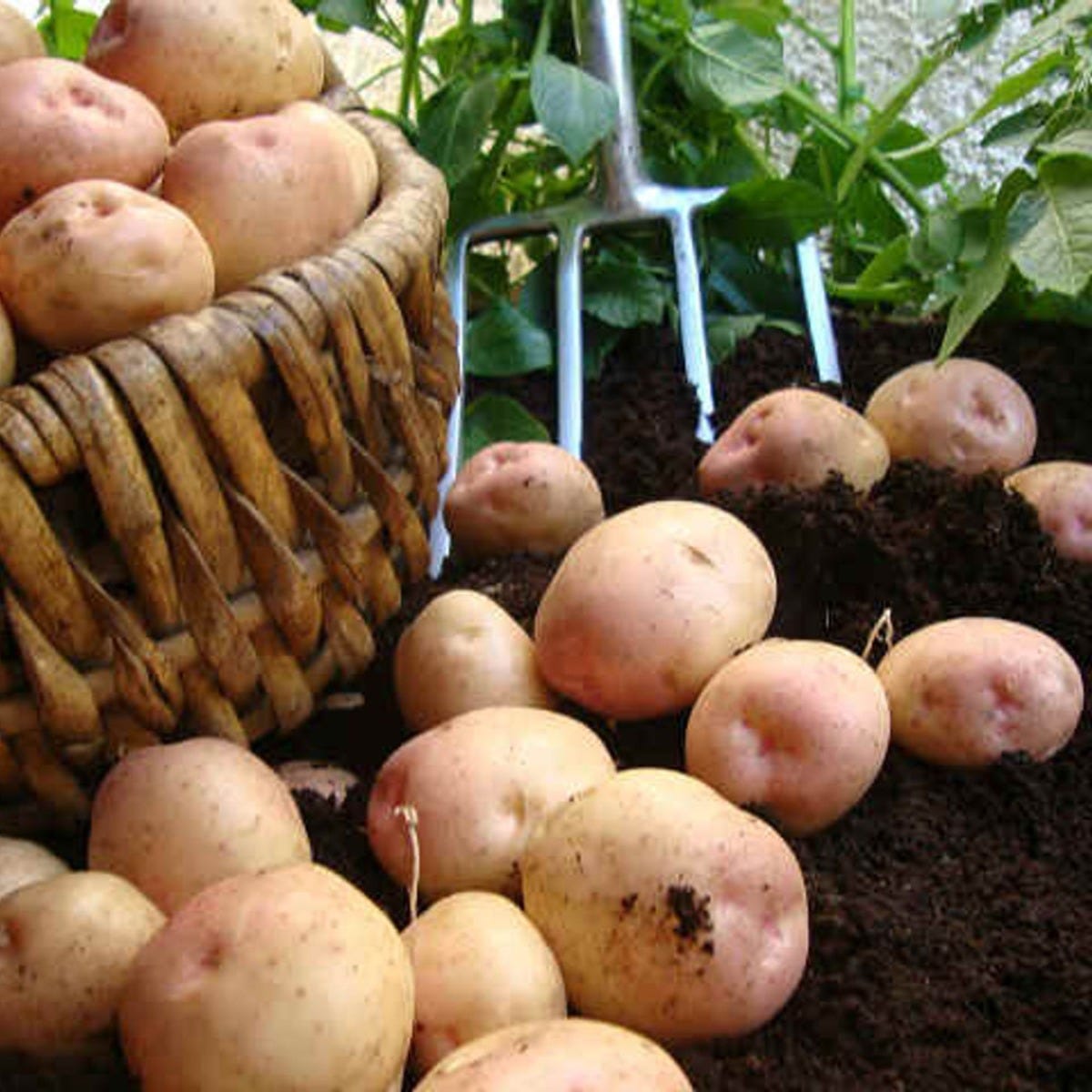 Homeguard Seed Potatoes 2kg 