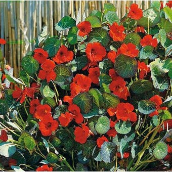 Nasturtium Seeds - Princess of India