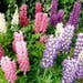 Lupin Seeds - Gallery Mix
