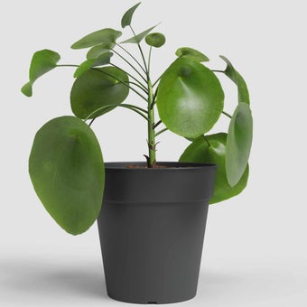 Madagascar 7.5cm Plant Pot Anthracite – Recycled Frost Proof Indoor & Outdoor Pot