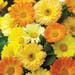 Calendula Seeds - Bug Magnet (Daisy Mix)