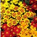 Marigold French Seeds - Fantasia Mix