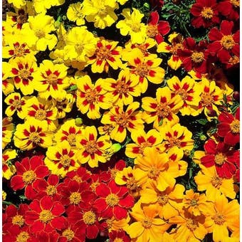 Marigold French Seeds - Fantasia Mix