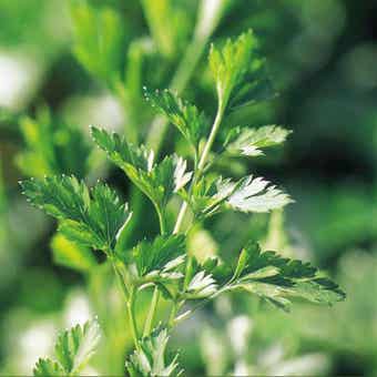 Suttons Plain Leaved 2 Parsley Seeds - Pack Of 1000