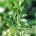 Suttons Parsley Plain Leaved 2 Seeds - Pack Of 1000