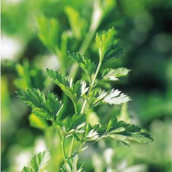 Suttons Parsley Plain Leaved 2 Seeds - Pack Of 1000