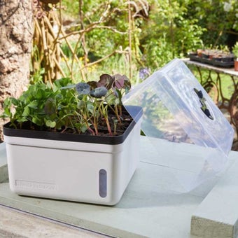 Perfect Propagator I Perfect for growing seeds, seedlings or cuttings