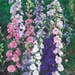 Larkspur Seeds - Little Rocket Mix