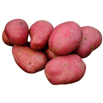 Rooster Seed Potatoes 5kg (IPM Variety) | Maincrop Potatoes for Boiling, Roasting, Baking & Chips