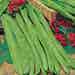 Suttons Bean (Runner) Seeds - Best Of All - Pack Of 45