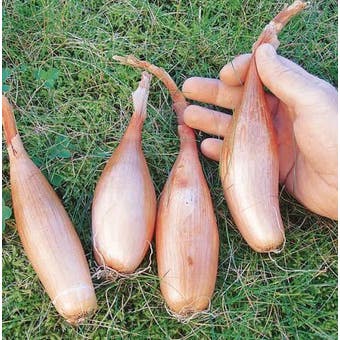 Shallot Banana Seed - Zebrune