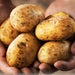Sharpes Express Seed Potatoes 2kg