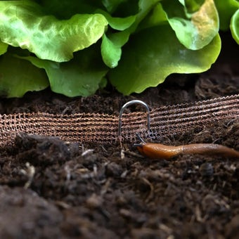 Copper Mesh Snail and Slug Fence 8m I Chemical-Free Plant Protection Barrier