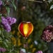 Solar Sunset Flaming Balloon Light – Realistic Flickering Flame Effect Lantern, Cool Touch Design, 44 x 14 cm