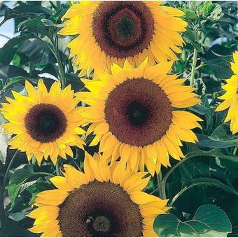 Sunflower Seeds - F1 Full Sun