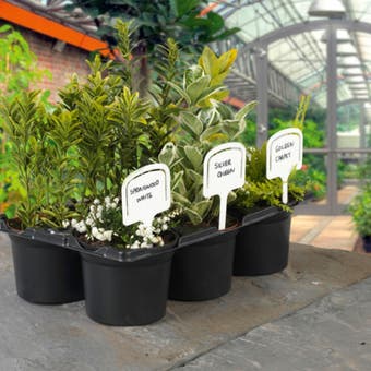 Pack of 10 SupaGarden T Labels (5")