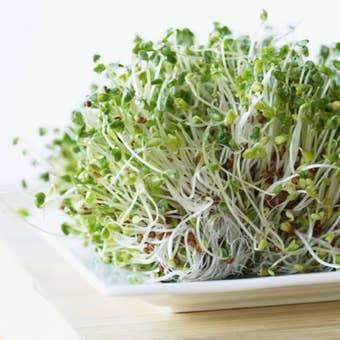 Alfalfa Sprouting Seeds – Fast-Growing, Vitamin-Rich Sprouts Ready in 5–7 Days